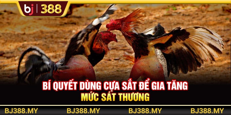 Các Chiến Thuật Đá Gà Hay Và Hiệu Quả Từ Chuyên Gia BJ388 3 https://wagdata.sa.com Bí quyết dùng cựa sắt để gia tăng mức sát thương