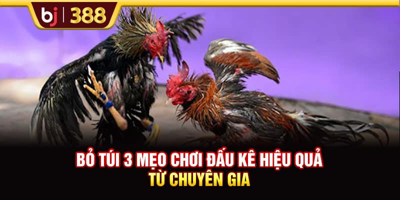 Nhà Cái Ga79 - Sân Chơi Đấu Kê Uy Tín Nhất Trên Thị Trường 4 https://wagdata.sa.com Bỏ túi 3 mẹo chơi đấu kê hiệu quả từ chuyên gia