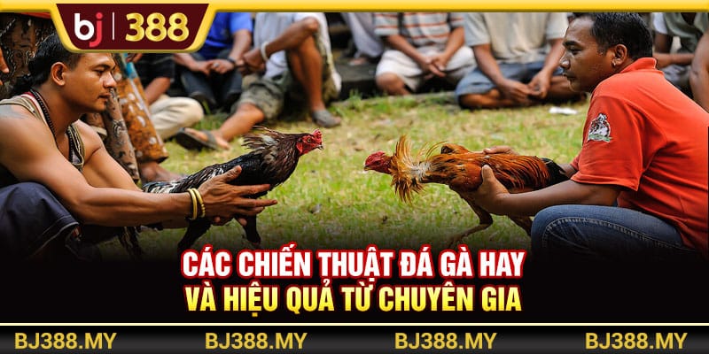 Các Chiến Thuật Đá Gà Hay Và Hiệu Quả Từ Chuyên Gia BJ388 1 https://wagdata.sa.com Các Chiến Thuật Đá Gà Hay Và Hiệu Quả Từ Chuyên Gia BJ388