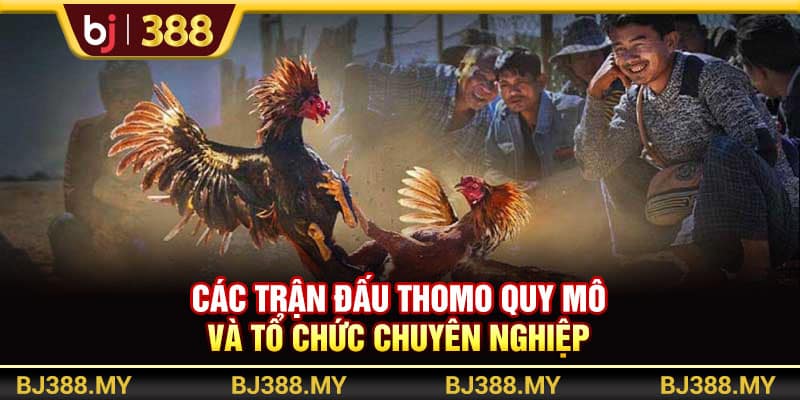Đá Gà Trực Tiếp Và Bí Quyết Thắng Lớn Tại BJ388 3 https://wagdata.sa.com Các trận đấu Thomo quy mô và tổ chức chuyên nghiệp