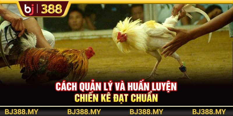 BJ388 - Hướng Dẫn Nuôi Gà Đá Sung Mãn, Khỏe Mạnh Và Đạt Chuẩn 4 https://wagdata.sa.com Cách quản lý và huấn luyện chiến kê đạt chuẩn