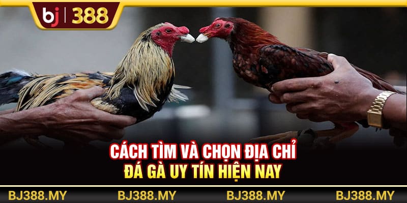 Link Đá Gà BJ388 Uy Tín Và Chất Lượng Top Đầu Thị Trường 4 https://wagdata.sa.com Cách tìm và chọn địa chỉ đá gà uy tín hiện nay