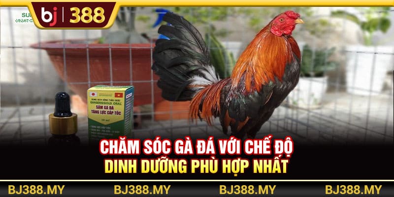 BJ388 - Chiến Thuật Chăm Sóc Gà Đá Khỏe Mạnh Và Bền Bỉ Nhất 2 https://wagdata.sa.com Chăm sóc gà đá với chế độ dinh dưỡng phù hợp nhất