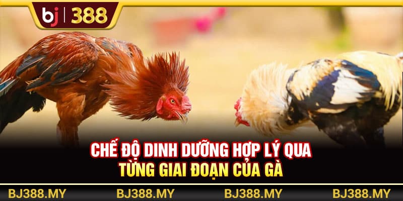 BJ388 - Hướng Dẫn Nuôi Gà Đá Sung Mãn, Khỏe Mạnh Và Đạt Chuẩn 3 https://wagdata.sa.com Chế độ dinh dưỡng chăm gà qua từng giai đoạn