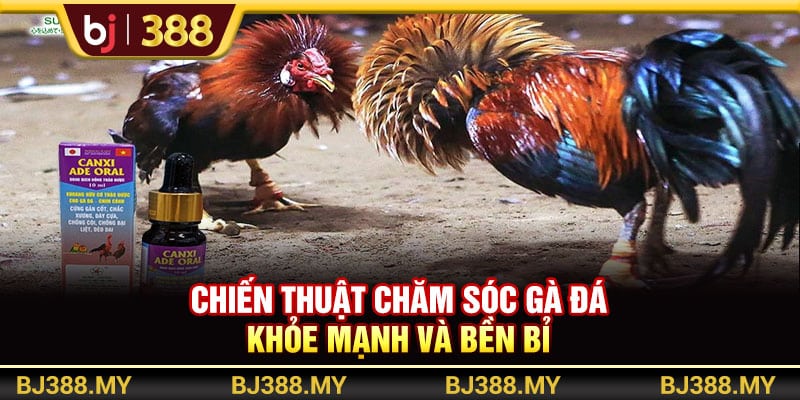 BJ388 - Chiến Thuật Chăm Sóc Gà Đá Khỏe Mạnh Và Bền Bỉ Nhất 1 https://wagdata.sa.com BJ388 - Chiến Thuật Chăm Sóc Gà Đá Khỏe Mạnh Và Bền Bỉ Nhất