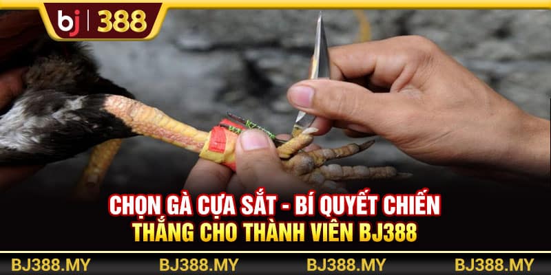 Chọn Gà Cựa Sắt BJ388 - Bí Quyết Chiến Thắng Cho Thành Viên 1 https://wagdata.sa.com Chọn Gà Cựa Sắt BJ388 - Bí Quyết Chiến Thắng Cho Thành Viên