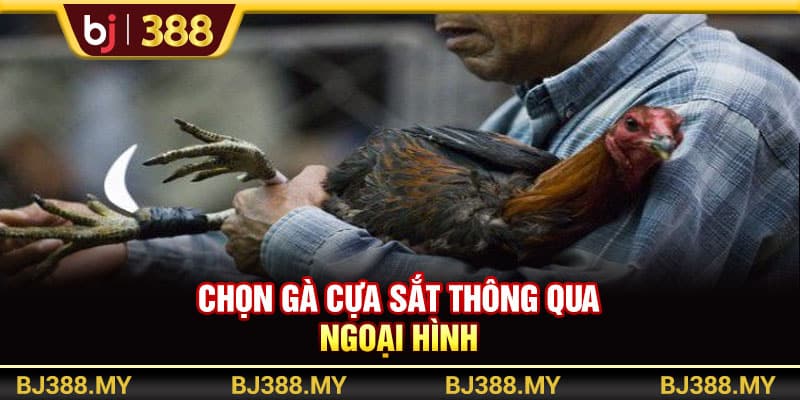 Chọn Gà Cựa Sắt BJ388 - Bí Quyết Chiến Thắng Cho Thành Viên 2 https://wagdata.sa.com Chọn gà cựa sắt thông qua ngoại hình