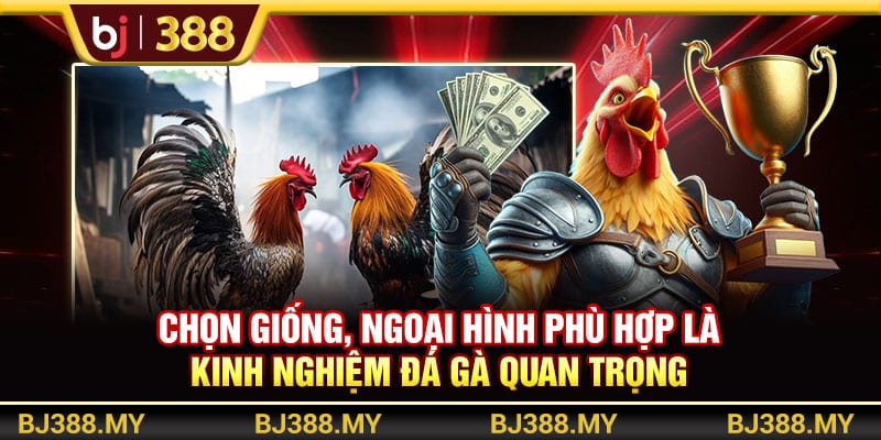 Kinh Nghiệm Đá Gà Chia Sẻ Chiến Thuật Hiệu Quả Từ BJ388 3 https://wagdata.sa.com Chọn giống, ngoại hình phù hợp là kinh nghiệm đá gà quan trọng