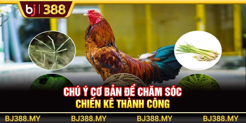 BJ388 - Chiến Thuật Chăm Sóc Gà Đá Khỏe Mạnh Và Bền Bỉ Nhất 4 https://wagdata.sa.com Chú ý cơ bản để chăm sóc chiến kê thành công