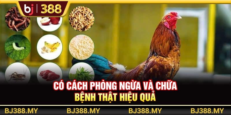 BJ388 - Chiến Thuật Chăm Sóc Gà Đá Khỏe Mạnh Và Bền Bỉ Nhất 3 https://wagdata.sa.com Có cách phòng ngừa và chữa bệnh thật hiệu quả