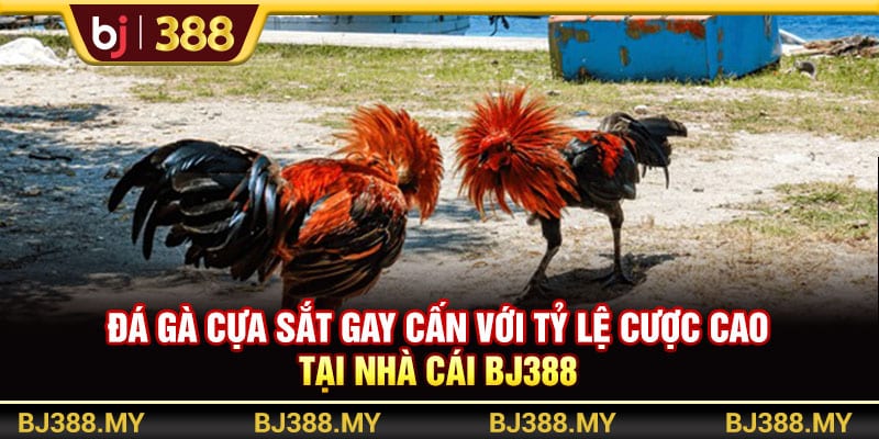 Đá Gà Cựa Sắt Gay Cấn Với Tỷ Lệ Cược Cao Tại Nhà Cái BJ388 1 https://wagdata.sa.com Đá Gà Cựa Sắt Gay Cấn Với Tỷ Lệ Cược Cao Tại Nhà Cái BJ388