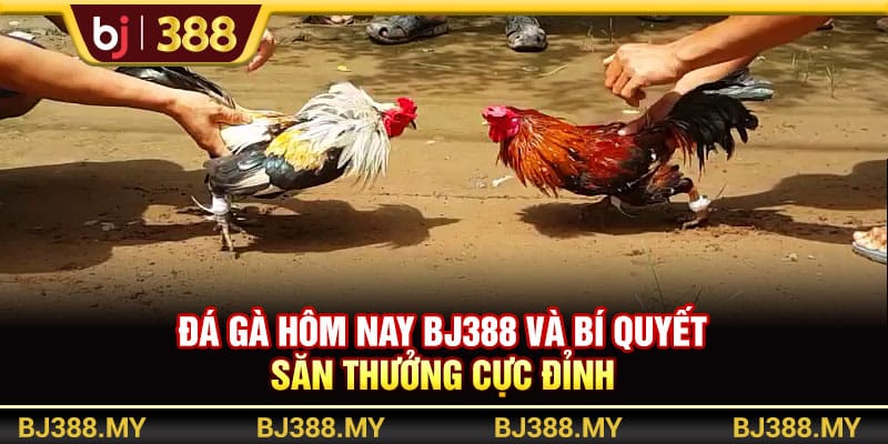Đá Gà Hôm Nay BJ388 Và Bí Quyết Săn Thưởng Cực Đỉnh 1 https://wagdata.sa.com Đá Gà Hôm Nay BJ388 Và Bí Quyết Săn Thưởng Cực Đỉnh