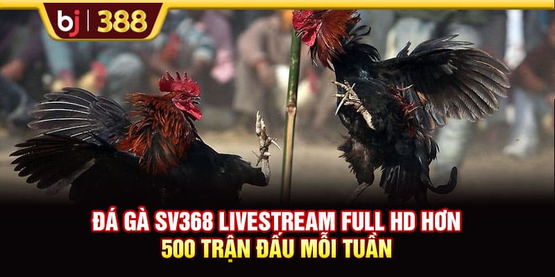 Đá Gà SV368 Livestream Full HD Hơn 500 Trận Đấu Mỗi Tuần 1 https://wagdata.sa.com Đá Gà SV368 Livestream Full HD Hơn 500 Trận Đấu Mỗi Tuần