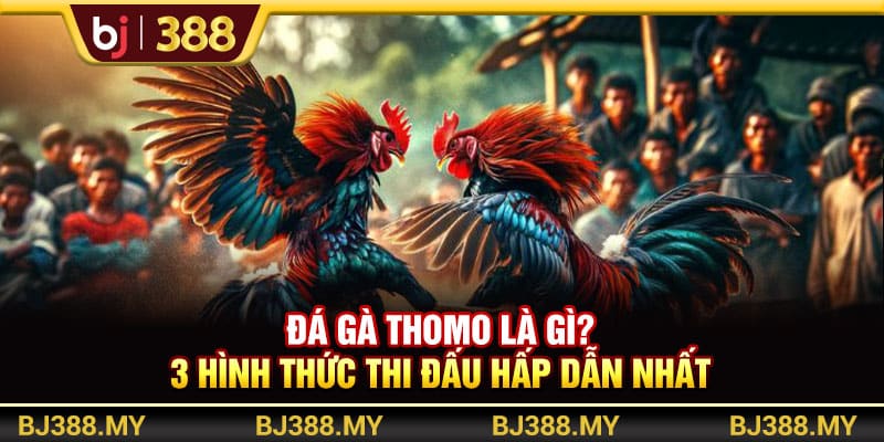 Đá Gà Thomo BJ388 Là Gì? 3 Hình Thức Thi Đấu Hấp Dẫn Nhất 1 https://wagdata.sa.com Đá Gà Thomo BJ388 Là Gì? 3 Hình Thức Thi Đấu Hấp Dẫn Nhất