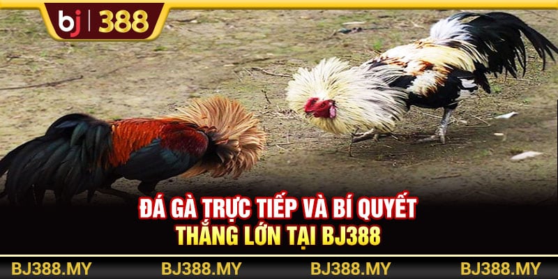 Đá Gà Trực Tiếp Và Bí Quyết Thắng Lớn Tại BJ388 1 https://wagdata.sa.com Đá Gà Trực Tiếp Và Bí Quyết Thắng Lớn Tại BJ388