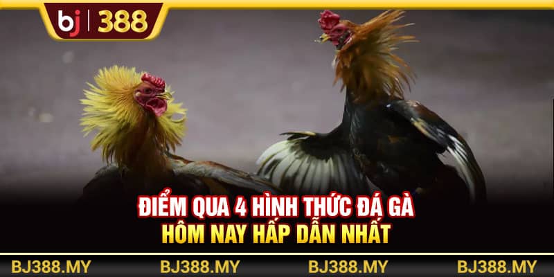 Đá Gà Hôm Nay BJ388 Và Bí Quyết Săn Thưởng Cực Đỉnh 3 https://wagdata.sa.com Điểm qua 4 hình thức đá gà hôm nay hấp dẫn nhất