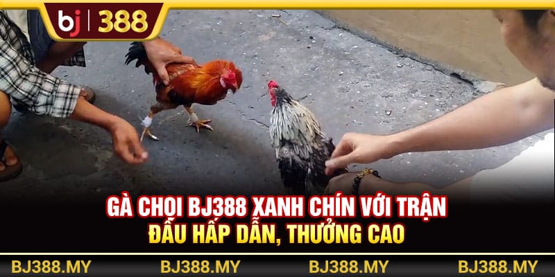 Gà Chọi BJ388 Xanh Chín Với Trận Đấu Hấp Dẫn, Thưởng Cao 1 https://wagdata.sa.com Gà Chọi BJ388 Xanh Chín Với Trận Đấu Hấp Dẫn, Thưởng Cao
