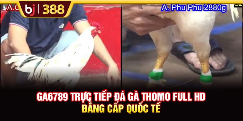 GA6789 Trực Tiếp Đá Gà Thomo Full HD Đẳng Cấp Quốc Tế 1 https://wagdata.sa.com GA6789 Trực Tiếp Đá Gà Thomo Full HD Đẳng Cấp Quốc Tế