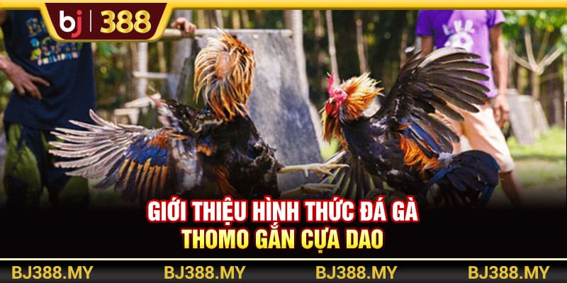 Đá Gà Thomo BJ388 Là Gì? 3 Hình Thức Thi Đấu Hấp Dẫn Nhất 4 https://wagdata.sa.com Giới thiệu hình thức thi đá gà Thomo