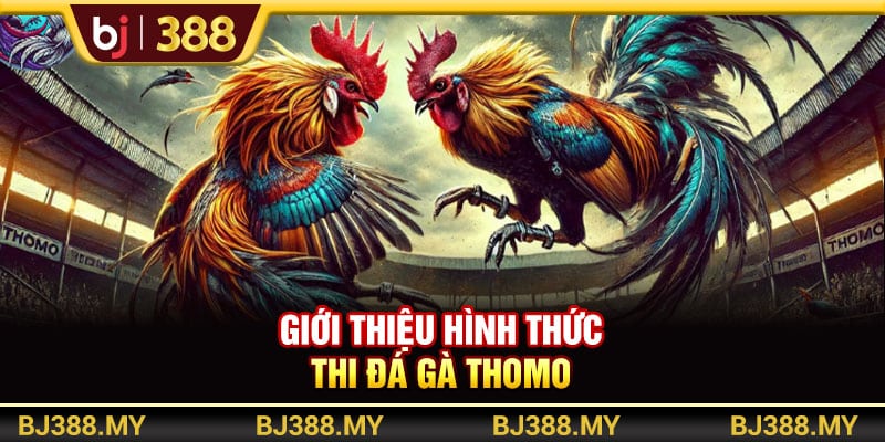 Đá Gà Thomo BJ388 Là Gì? 3 Hình Thức Thi Đấu Hấp Dẫn Nhất 2 https://wagdata.sa.com Giới thiệu hình thức đá gà Thomo gắn cựa dao