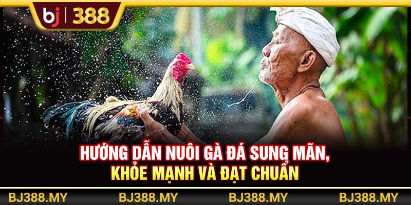BJ388 - Hướng Dẫn Nuôi Gà Đá Sung Mãn, Khỏe Mạnh Và Đạt Chuẩn 1 https://wagdata.sa.com BJ388 - Hướng Dẫn Nuôi Gà Đá Sung Mãn, Khỏe Mạnh Và Đạt Chuẩn