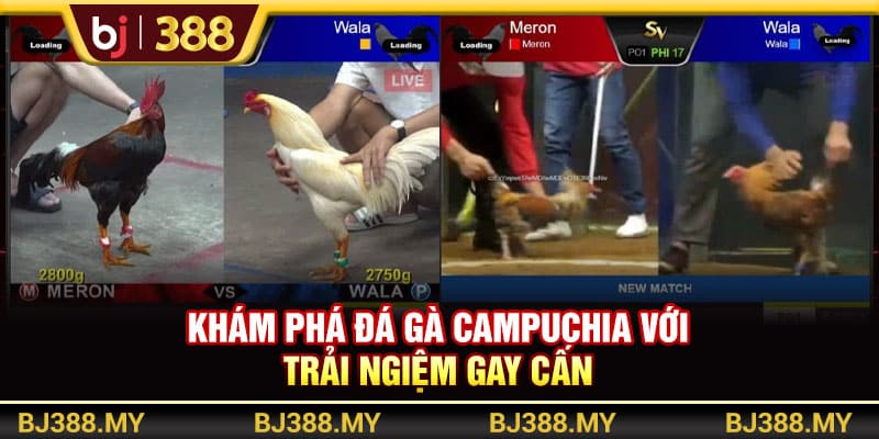 Khám Phá Đá Gà Campuchia BJ388 Với Trải Nghiệm Gay Cấn 1 https://wagdata.sa.com Khám Phá Đá Gà Campuchia BJ388 Với Trải Nghiệm Gay Cấn