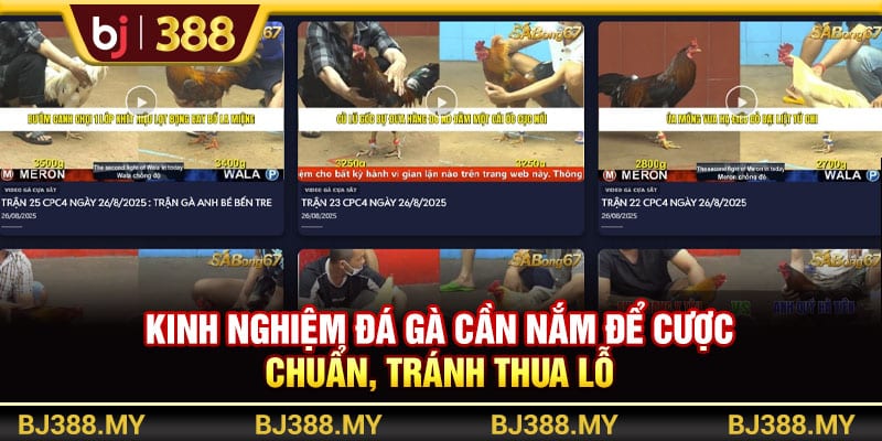 Kinh Nghiệm Đá Gà Chia Sẻ Chiến Thuật Hiệu Quả Từ BJ388 2 https://wagdata.sa.com Kinh nghiệm đá gà cần nắm để cược chuẩn, tránh thua lỗ