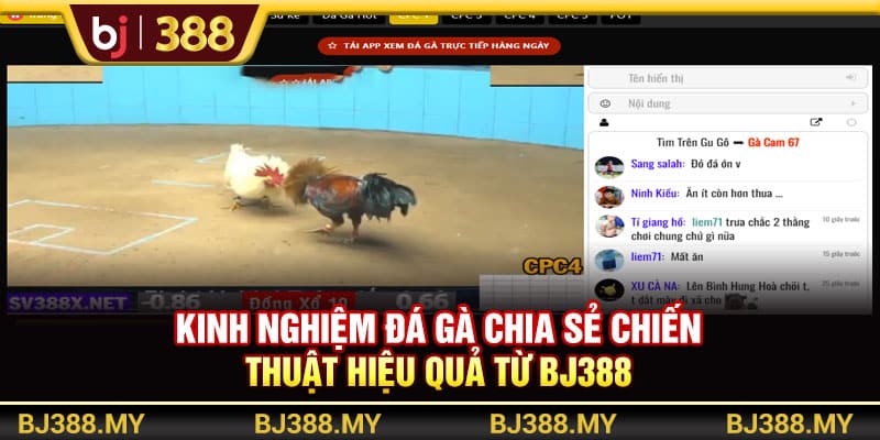Kinh Nghiệm Đá Gà Chia Sẻ Chiến Thuật Hiệu Quả Từ BJ388 1 https://wagdata.sa.com Kinh Nghiệm Đá Gà Chia Sẻ Chiến Thuật Hiệu Quả Từ BJ388