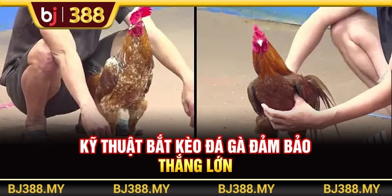 Đặt Cược BJ388 Trổ Tài Dự Đoán Chinh Phục Thưởng Lớn 3 https://wagdata.sa.com Kỹ thuật bắt kèo đá gà đảm bảo thắng lớn