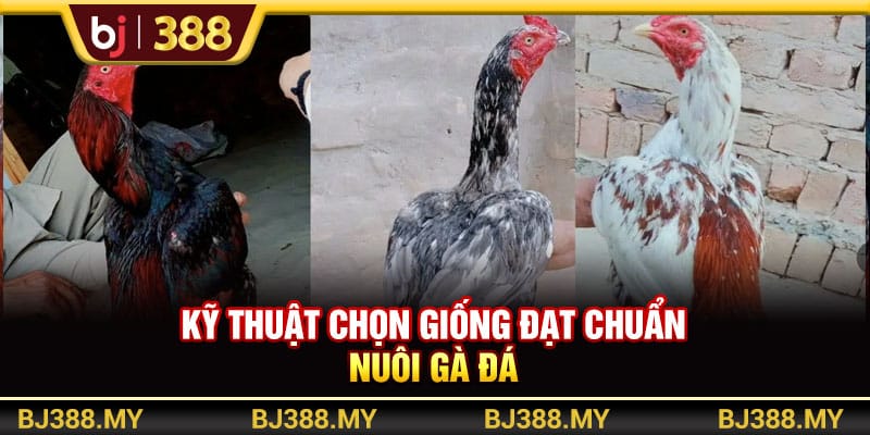 BJ388 - Hướng Dẫn Nuôi Gà Đá Sung Mãn, Khỏe Mạnh Và Đạt Chuẩn 2 https://wagdata.sa.com Kỹ thuật chọn giống đạt chuẩn nuôi gà đá