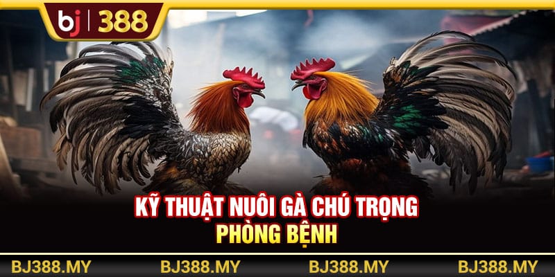 Kỹ Thuật Nuôi Gà Đá Khỏe Và Máu Chiến Trong Những Sới Đấu Tại BJ388 3 https://wagdata.sa.com Kỹ thuật nuôi gà chú trọng phòng bệnh