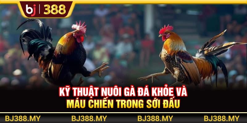Kỹ Thuật Nuôi Gà Đá Khỏe Và Máu Chiến Trong Những Sới Đấu Tại BJ388 1 https://wagdata.sa.com Kỹ Thuật Nuôi Gà Đá Khỏe Và Máu Chiến Trong Những Sới Đấu Tại BJ388