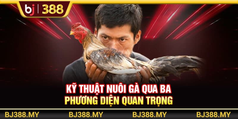Kỹ Thuật Nuôi Gà Đá Khỏe Và Máu Chiến Trong Những Sới Đấu Tại BJ388 2 https://wagdata.sa.com Kỹ thuật nuôi gà qua ba phương diện quan trọng