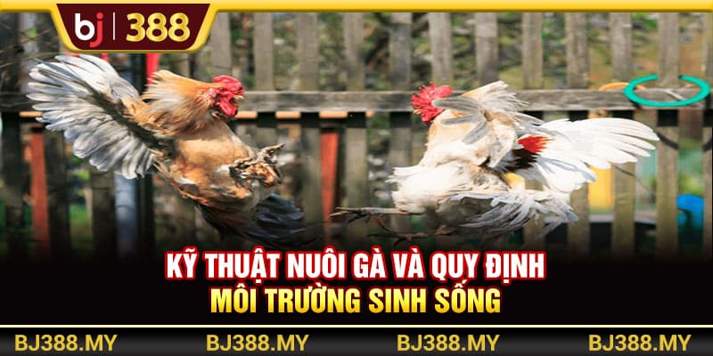 Kỹ Thuật Nuôi Gà Đá Khỏe Và Máu Chiến Trong Những Sới Đấu Tại BJ388 4 https://wagdata.sa.com Kỹ thuật nuôi gà và quy định môi trường sinh sống