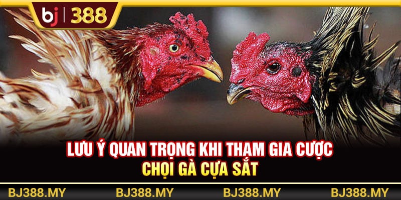Đá Gà Cựa Sắt Gay Cấn Với Tỷ Lệ Cược Cao Tại Nhà Cái BJ388 4 https://wagdata.sa.com Lưu ý quan trọng khi tham gia cược chọi gà cựa sắt
