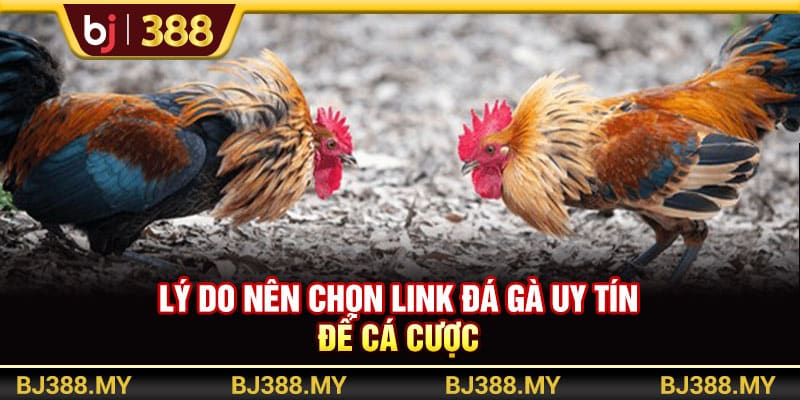 Link Đá Gà BJ388 Uy Tín Và Chất Lượng Top Đầu Thị Trường 3 https://wagdata.sa.com Lý do nên chọn link đá gà uy tín để cá cược