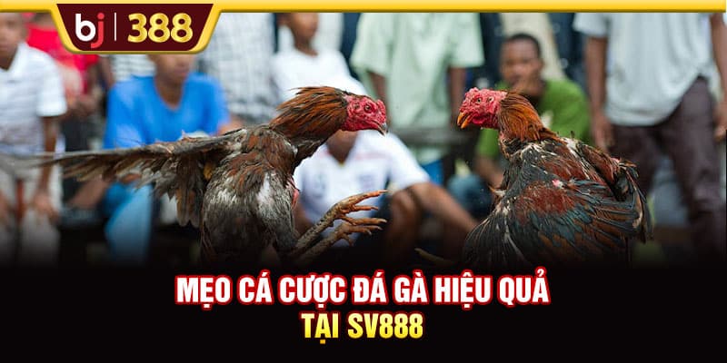 Nhà Cái SV888 Uy Tín Với Những Trận Đá Gà Đẳng Cấp 4 https://wagdata.sa.com Mẹo cá cược đá gà hiệu quả tại SV888