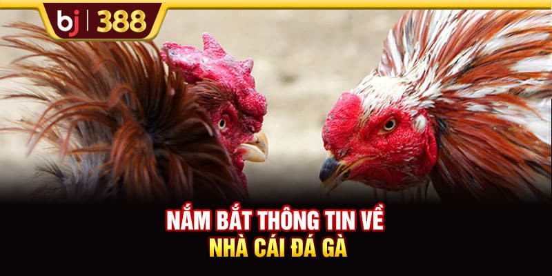 BJ39 Hấp Dẫn, Xanh Chín Với Hơn 200+ Trận Đấu Đá Gà 2 https://wagdata.sa.com Nắm bắt thông tin về nhà cái đá gà