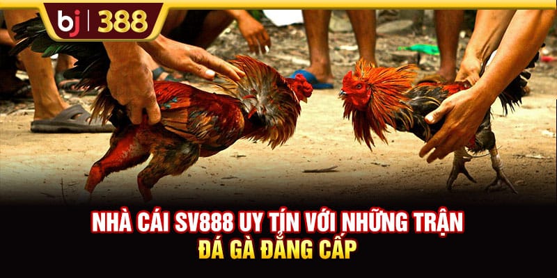 Nhà Cái SV888 Uy Tín Với Những Trận Đá Gà Đẳng Cấp 1 https://wagdata.sa.com Nhà Cái SV888 Uy Tín Với Những Trận Đá Gà Đẳng Cấp