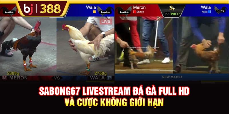 SABONG67 Livestream Đá Gà Full HD Và Cược Không Giới Hạn 1 https://wagdata.sa.com SABONG67 Livestream Đá Gà Full HD Và Cược Không Giới Hạn