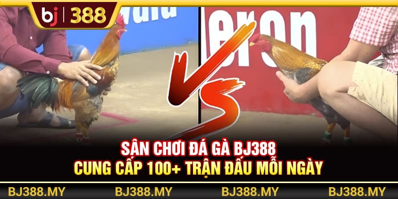 Sân Chơi Đá Gà BJ388 Cung Cấp 100+ Trận Đấu Mỗi Ngày 1 https://wagdata.sa.com Sân Chơi Đá Gà BJ388 Cung Cấp 100+ Trận Đấu Mỗi Ngày