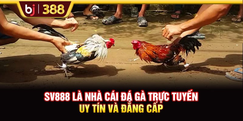 Nhà Cái SV888 Uy Tín Với Những Trận Đá Gà Đẳng Cấp 2 https://wagdata.sa.com SV888 là nhà cái đá gà trực tuyến uy tín và đẳng cấp