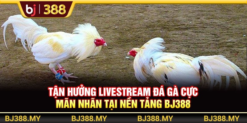 Tận Hưởng Livestream Đá Gà Cực Mãn Nhãn Tại Nền Tảng BJ388 1 https://wagdata.sa.com Tận Hưởng Livestream Đá Gà Cực Mãn Nhãn Tại Nền Tảng BJ388