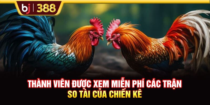 Trực Tiếp Đá Gà C3 Hôm Nay Tốc Độ Cao, Hình Ảnh Full HD 3 https://wagdata.sa.com Thành viên được xem miễn phí cá trận so tài của chiến kê