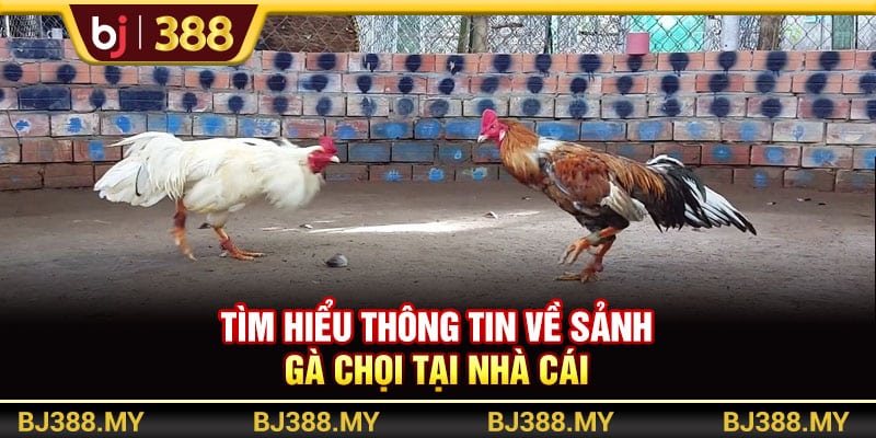 Gà Chọi BJ388 Xanh Chín Với Trận Đấu Hấp Dẫn, Thưởng Cao 2 https://wagdata.sa.com Tìm hiểu thông tin về sảnh gà chọi tại nhà cái