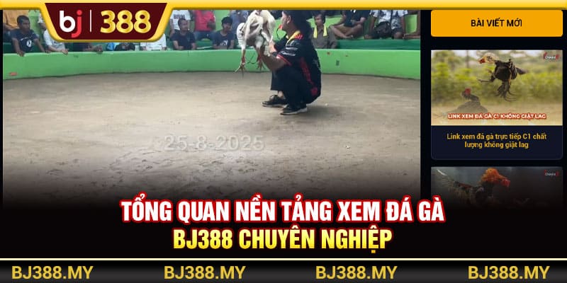 Xem Đá Gà BJ388 - Nền Tảng Đá Gà Trực Tuyến Chuyên Nghiệp 2 https://wagdata.sa.com Tổng quan nền tảng xem đá gà BJ388 chuyên nghiệp