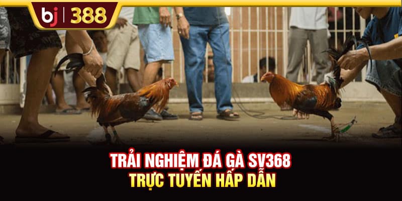 Đá Gà SV368 Livestream Full HD Hơn 500 Trận Đấu Mỗi Tuần 2 https://wagdata.sa.com Trải nghiệm đá gà SV368 trực tuyến hấp dẫn