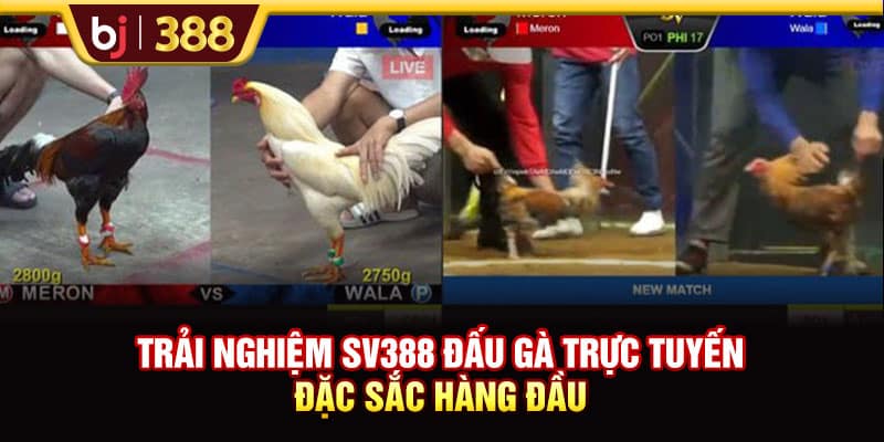 Trải Nghiệm SV388 Đấu Gà Trực Tuyến Đặc Sắc Hàng Đầu 1 https://wagdata.sa.com Trải Nghiệm SV388 Đấu Gà Trực Tuyến Đặc Sắc Hàng Đầu