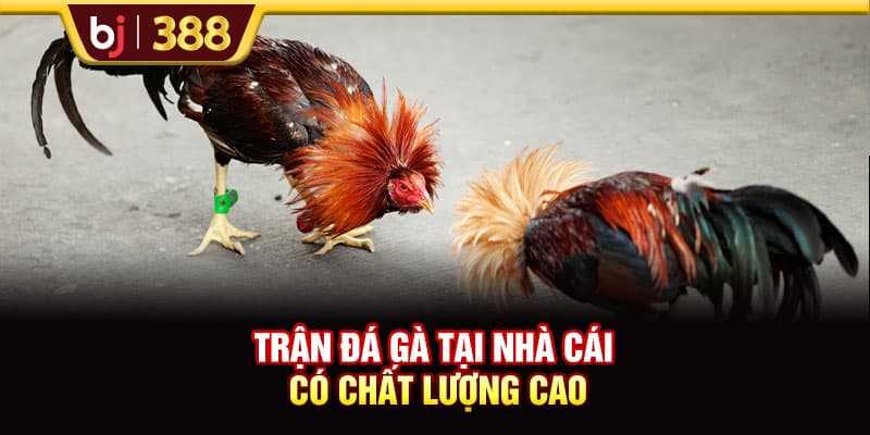 BJ39 Hấp Dẫn, Xanh Chín Với Hơn 200+ Trận Đấu Đá Gà 3 https://wagdata.sa.com Trận đá gà tại nhà cái có chất lượng cao