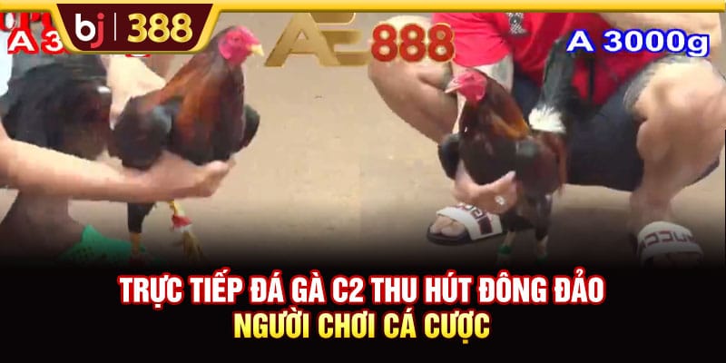 Trực Tiếp Đá Gà C2 Với Các Trận Đấu Thu Hút Và Kịch Tính 2 https://wagdata.sa.com Trực tiếp đá gà C2 thu hút đông đảo người chơi cá cược